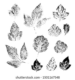 black and white prints of different leaves, twelve variants. detailed image of the real sheet. vector illustration. EPS 10.