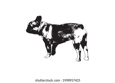 Black and white profile of a French bulldog. Small dog standing ready to continue walking. 