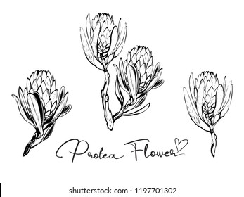 Black and white protea flower and sign outline, protea branch black sketch. Floral elements background for fabric design. Cute and beautiful watercolor vector illustration on white backdrop.