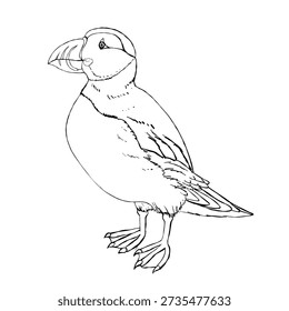 Black and white puffin line drawing in clean outline style, isolated on white. Ideal for coloring pages, kids education, logos, posters, and coastal travel designs.