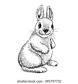 Black and white rabbit isolated. Engraving sketch.