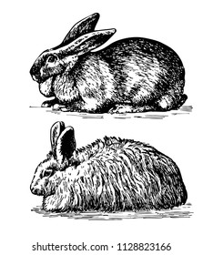 3,523 Rabbit engraved Stock Illustrations, Images & Vectors | Shutterstock