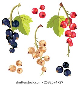 Black white and red currant fruit isolated ripe berries set. Vector currant berry bunch, botanical design.