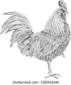 black and white rooster poultry