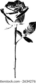 Rosa preta e branca com estrutura botânica — gravura elegante olhar ideal para papelaria romântica. A rosa exibe pétalas detalhadas com uma aparência distinta e texturizada.