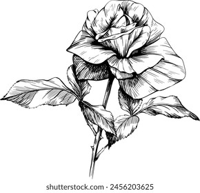 Black and white rose floral botanical flower. Wild spring leaf wildflower isolated. Black and white engraved ink art. Isolated rose illustration element on white background.