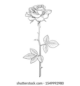 rose bud drawing black and white