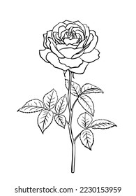 Black and white rose flower with leaves and stem. Realistic vector illustration of open rose bud. Hand drawn sketch.Decorative element for tattoo, greeting card, wedding invitation. 