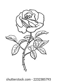 Black and white rose flower with leaves and stem. Realistic vector illustration of open rose bud. Hand drawn sketch. Decorative element for tattoo, greeting card, wedding invitation.