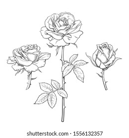 Black and white rose flower set in engraving style with leaves and stems. Hand drawn realistic open rosebuds.  Decorative vector elements for tattoo, greeting card, wedding invitation, flower shop.