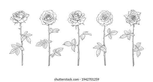 Black and white rose flower set in engraving style with leaves and stems. Hand drawn realistic open rosebuds.  Decorative vector elements for tattoo, greeting card, wedding invitation, flower shop.