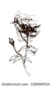 black and white rose vector drawing