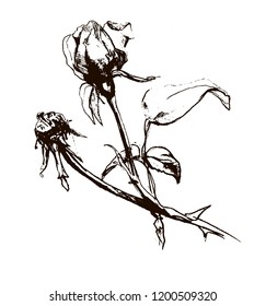 black and white rose vector drawing