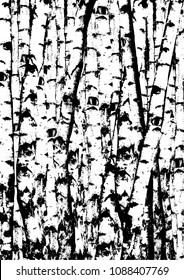 Black and white rough birch trees trunks. Bich trees forest.