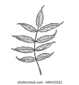 Black and white Rowan plant leaf, linear leaves sketch, engraving style, vector background illustration