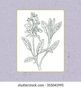 Black and white sage vector isolated. Hand drawn sage healing herbs. Hand drawn illustration medicinal herbs for print, decoration, image, design, label, wrapping