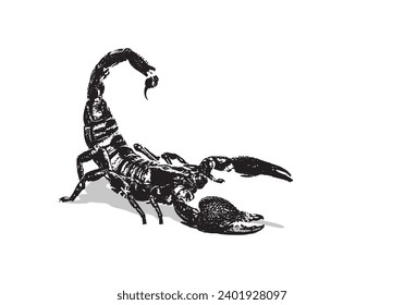 
black and white scorpion vector image, suitable for icons, logos, t-shirts,

