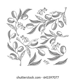 Black and white seamless pattern with abstract olive leaves and berries on white background hand drawing vector illustration