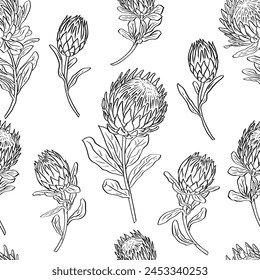 Black and white seamless pattern with line art protea flowers. Monochrome tropical floral background.