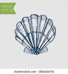 Black And White Seashell. Hand Drawn Outline Contour Vector Illustration Of Underwater Scallop Shell.