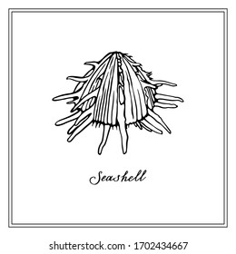 Black and white Seashell. Square card. Seashells hand-drawn collection of greeting cards. Vector illustration.