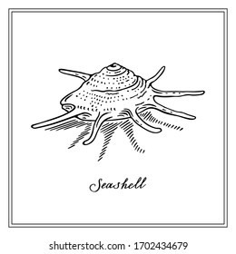 Black and white seashll star. Square card. Hand-drawn collection of greeting cards. Vector illustration.