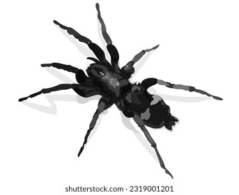 Black And White Semi-Realistic Spider Vector Image