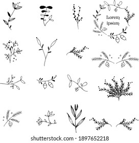 conjunto blanco y negro de 12 plantas y 4 composiciones de estas plantas. dibujo manual