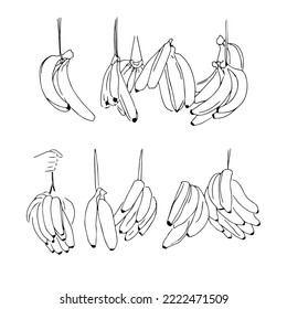 black and white set bunch of bananas sketch