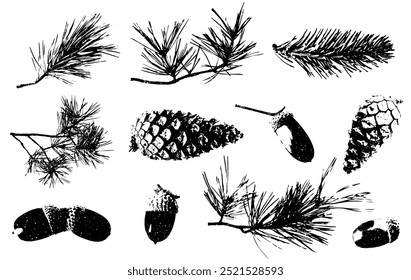 Black and white set of Christmas tree branches, pine cones, acorns. Silhouettes of pine branches isolated on white background