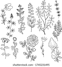 Schwarz-Weiß-Sammlung von Pflanzen mit Blumen und Blätterfarben Vektorgrafik