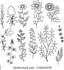 black and white set collection of plants with flowers and leaves coloring vector illustration