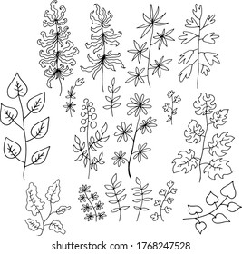 black and white set collection of plants herbs vector illustration image coloring