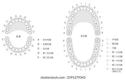 Black and white, A set explaining the dental arches of permanent and baby teeth, along with their respective names.[Translate]Central incisor,Lateral incisor
Canine,molar