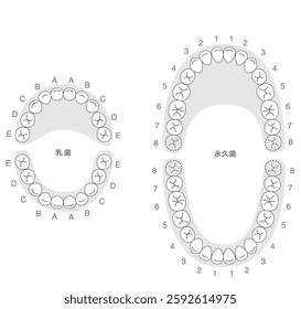 Black and white, A set explaining the dental arches of permanent and baby teeth, along with their respective names.[Translate]Central incisor,Lateral incisor
Canine,First premolar,First molar