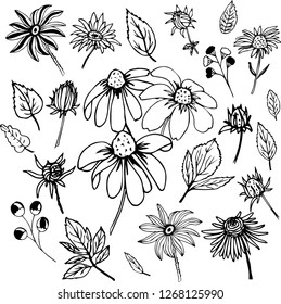 Black and white set with floral elements rudbeckias, leafs, flowers
