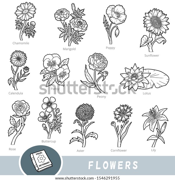 白黒の花のセット 英語で名前の付いたベクター自然のコレクション 植物に関する子ども向けの漫画の視覚辞書 のベクター画像素材 ロイヤリティフリー