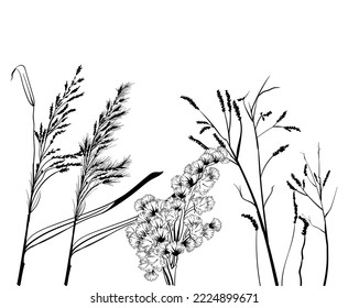 black and white set with a graphic image of a set of field herbs and flowers on a white background