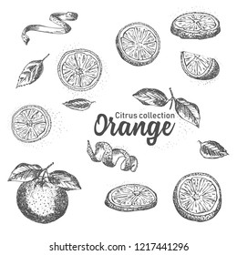 Black and white set of hand drawn tropical citrus fruit. Orange. Ink sketch style. Good idea for templates menu, recipes, greeting cards. Vector illustration