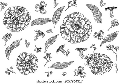 Black and white set of a hand drawn flowers element