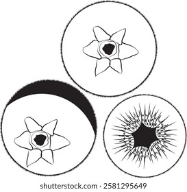 black and white set of kiwi fruit, kiwi top view line drawing.