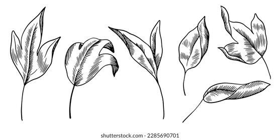 Black and white set of linear leaves. Line art plants, botanical elements isolated on white background. Graphic leaves with hatching