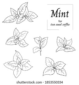 Black and white set of mint leaves on a white background. Vector outline sketch drawn by hand. Botanical illustration.