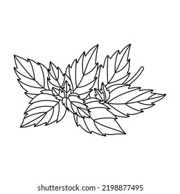 Black and white set of mint leaves on a white background. Vector outline sketch drawn by hand. Botanical illustration.