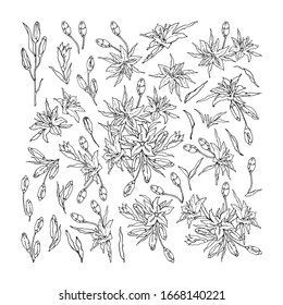 Black and white set of Oriental Lily. Flowers, branches, leaves and buds. Hand-drawn collection greeting cards. Vector illustration.