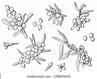 Black and white set of sea buckthorn berries. Line art. Stock illustration. White background, isolate.