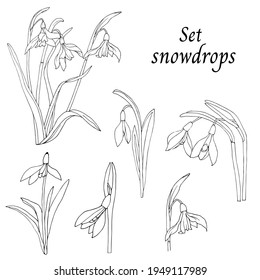 Black and white set of snowdrops, an outline drawing is cut out on a white background. Vector drawing of wildflowers.