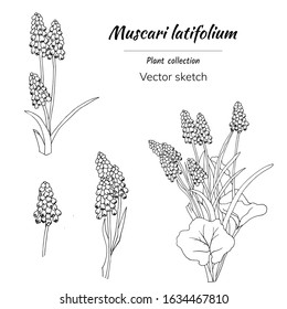 Black and white set of spring flowers cut to white. Hand-drawn vector illustration of Muscari latifolium.