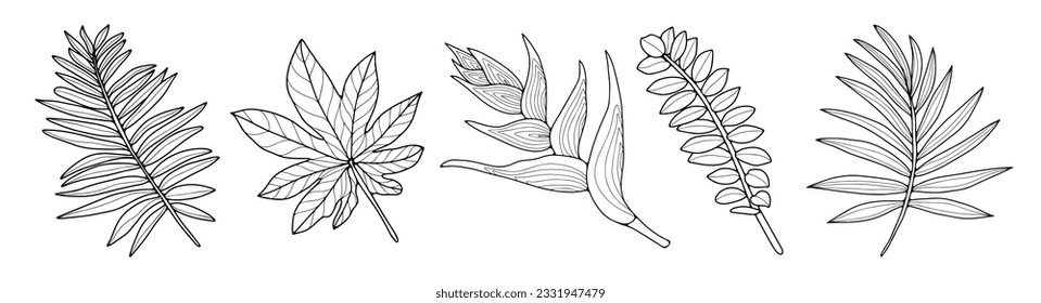 Black and white set of tropical plants, palm branches and leaves for coloring pages, wallpapers, backgrounds, decor. Elements for creating tropical patterns