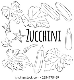 A black and white set of zucchini. Organic vegetables. Healthy, diet, vegetarian food. Vector graphics.